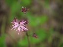 parc de la brenne : silène fleur de coucou